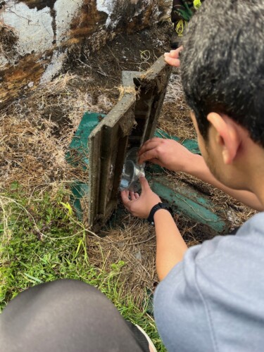Capturing A Spider under a paving stone